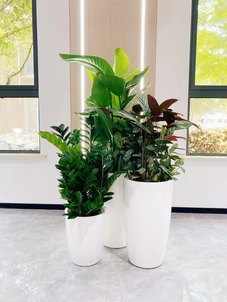 深挖宁波江北植物出租方案，营造宜人氛围